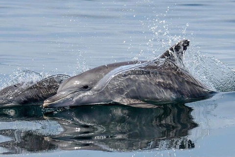 Julian Rocks Byron Bay Cruise - Inverell Accommodation 1