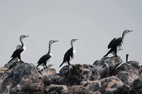 Julian Rocks Byron Bay Cruise - Inverell Accommodation 10