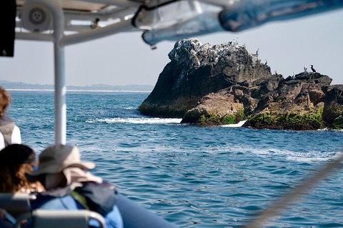 Julian Rocks Byron Bay Cruise - Inverell Accommodation 20