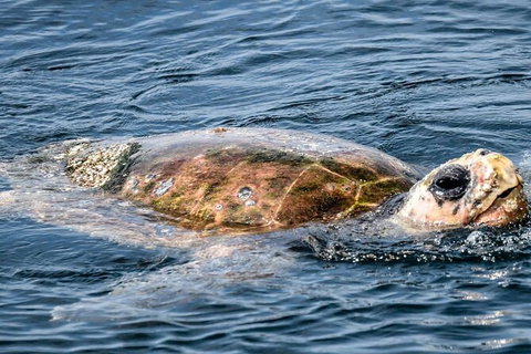 Julian Rocks Byron Bay Cruise - Inverell Accommodation 16