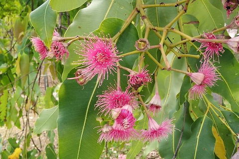 Full-Day Private Guided Tour To Litchfield National Park - Inverell Accommodation 5