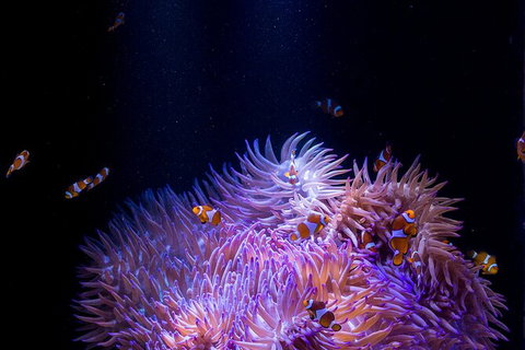 SEA LIFE Sunshine Coast Aquarium Entrance Ticket - Inverell Accommodation 1