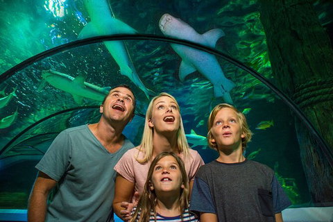 SEA LIFE Sunshine Coast Aquarium Entrance Ticket - Inverell Accommodation 3