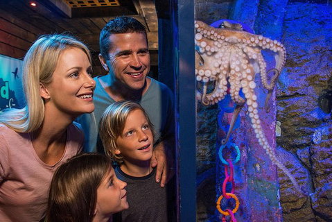 SEA LIFE Sunshine Coast Aquarium Entrance Ticket - Inverell Accommodation 5