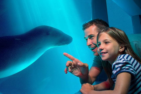 SEA LIFE Sunshine Coast Aquarium Entrance Ticket - Inverell Accommodation 0