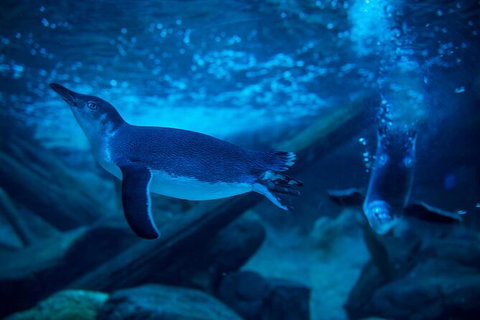 SEA LIFE Sunshine Coast Aquarium Entrance Ticket - Inverell Accommodation 2