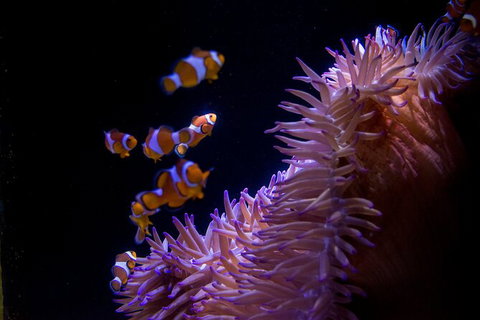 SEA LIFE Sunshine Coast Aquarium Entrance Ticket - Inverell Accommodation 6