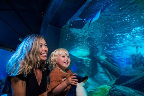 SEA LIFE Sunshine Coast Aquarium Entrance Ticket - Inverell Accommodation 4