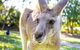 Virtual Interactive Australian Wildlife Tour With Private Guide-Wildlife Habitat - thumb 6