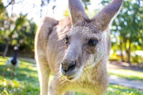Virtual Interactive Australian Wildlife Tour With Private Guide-Wildlife Habitat - Inverell Accommodation 6