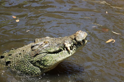 Virtual Interactive Australian Wildlife Tour With Private Guide-Wildlife Habitat - Inverell Accommodation 2