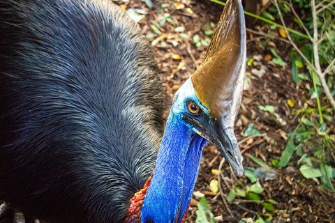 Virtual Interactive Australian Wildlife Tour With Private Guide-Wildlife Habitat - Inverell Accommodation 5