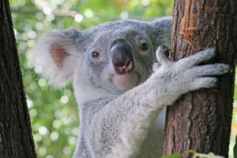 Virtual Interactive Australian Wildlife Tour With Private Guide-Wildlife Habitat - Inverell Accommodation 0