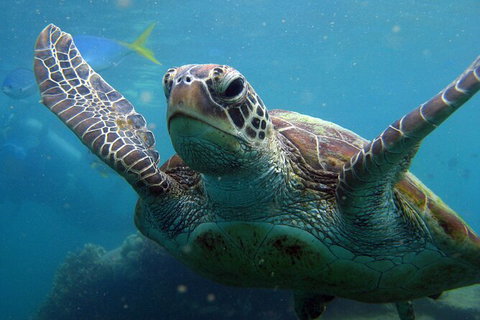 2 Night Whitsunday Islands Cruise On Atlantic Clipper From Airlie Beach - Inverell Accommodation 6