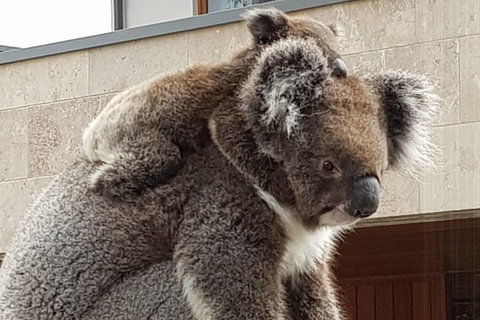 Adelaide Shore Excursion: Adelaide City Tour By Private Limo - Inverell Accommodation 2