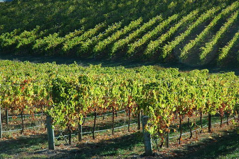 Adelaide Hills Wineries & Hahndorf - Inverell Accommodation 10