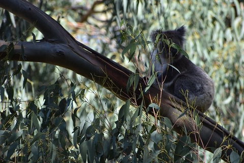 Great Ocean Road Tour Plus Koalas, Forest Walk And Morning Tea. - Inverell Accommodation 2