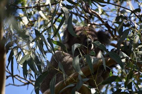 Great Ocean Road Tour Plus Koalas, Forest Walk And Morning Tea. - Inverell Accommodation 6