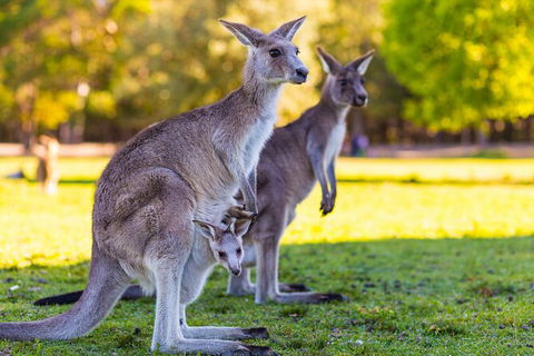 LGBT+ Friendly Full Day Phillip Island Private Tour - Inverell Accommodation 2