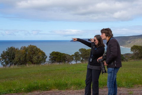 Walk With Wildlife: Guided Tour In Great Ocean Road - Inverell Accommodation 5