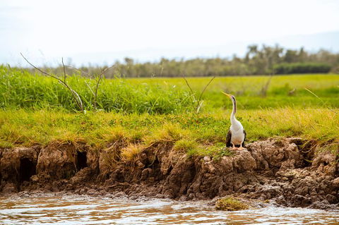 Darwin City Sights And Jumping Crocodile Cruise - Inverell Accommodation 5