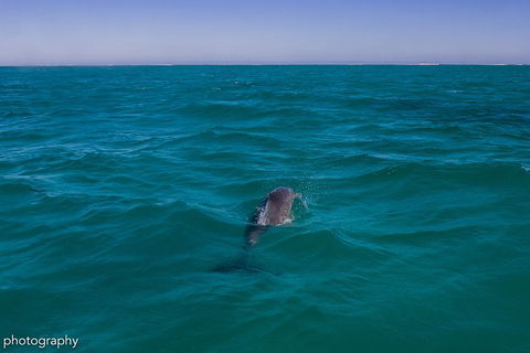 Ningaloo Immersion Private Charter - Inverell Accommodation 1