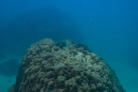 Ningaloo Immersion Private Charter - Inverell Accommodation 4