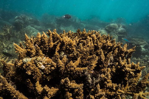 Ningaloo Immersion Private Charter - Inverell Accommodation 6