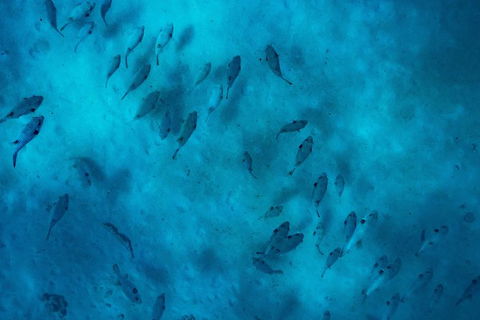 Ningaloo Immersion Private Charter - Inverell Accommodation 2