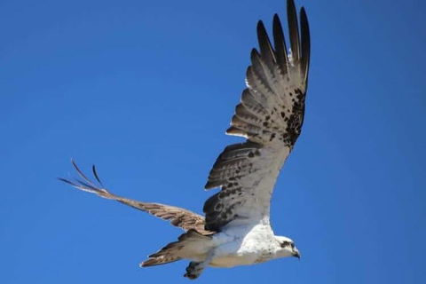 Romance Aircraft Flight + Scenic Tour + 3 Course Lunch + Beer Tasting + Hamper - Inverell Accommodation 4