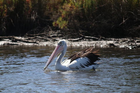 Private Guided River Kayak Tour - Inverell Accommodation 2