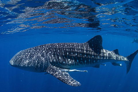 Full-Day Whale Sharks Swimming Experience On Ningaloo Reef - Inverell Accommodation 10