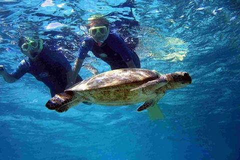 Full-Day Whale Sharks Swimming Experience On Ningaloo Reef - Inverell Accommodation 7