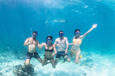 Full-Day Whale Sharks Swimming Experience On Ningaloo Reef - Inverell Accommodation 5