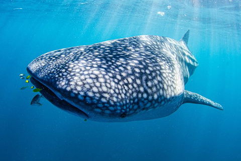 Full-Day Whale Sharks Swimming Experience On Ningaloo Reef - Inverell Accommodation 9