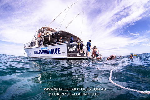 Full-Day Whale Sharks Swimming Experience On Ningaloo Reef - Inverell Accommodation 13