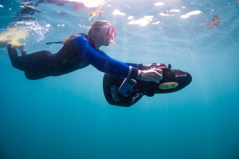 Full-Day Whale Sharks Swimming Experience On Ningaloo Reef - Inverell Accommodation 4