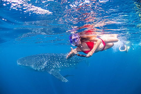 Full-Day Whale Sharks Swimming Experience On Ningaloo Reef - Inverell Accommodation 0
