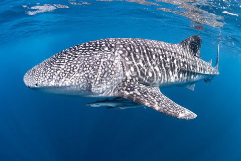Full-Day Whale Sharks Swimming Experience On Ningaloo Reef - Inverell Accommodation 14