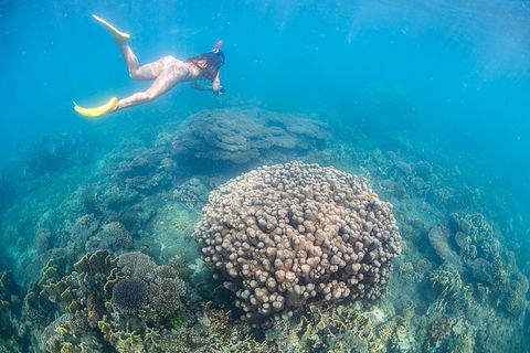 Full-Day Whale Sharks Swimming Experience On Ningaloo Reef - Inverell Accommodation 6