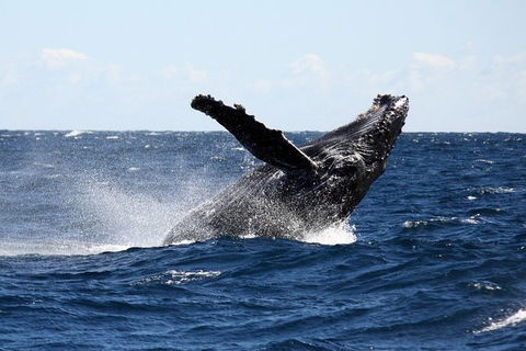 Full-Day Whale Sharks Swimming Experience On Ningaloo Reef - Inverell Accommodation 8