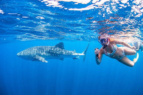Full-Day Whale Sharks Swimming Experience On Ningaloo Reef - Inverell Accommodation 17
