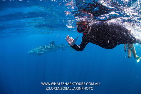 Full-Day Whale Sharks Swimming Experience On Ningaloo Reef - Inverell Accommodation 2