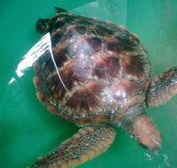 Australian Seabird Rescue - Inverell Accommodation
