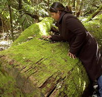 Washpool National Park - Washpool Walk - Inverell Accommodation