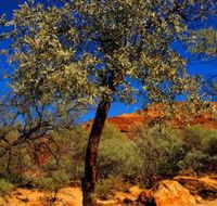 Mt Romance Australia Pty Ltd - Inverell Accommodation