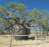 Boab Prison Tree - Inverell Accommodation