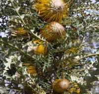 Woylie Walk Dryandra Woodland - Inverell Accommodation