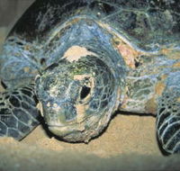 Turtle Nesting Season - Inverell Accommodation
