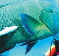 Aristocat Snorkel and Scuba Port Douglas - Inverell Accommodation